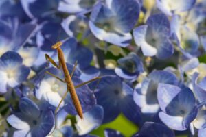 未成年が髭脱毛を受ける際の注意点は？