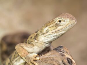 髭脱毛に麻酔は必要？痛みを和らげる方法とは？