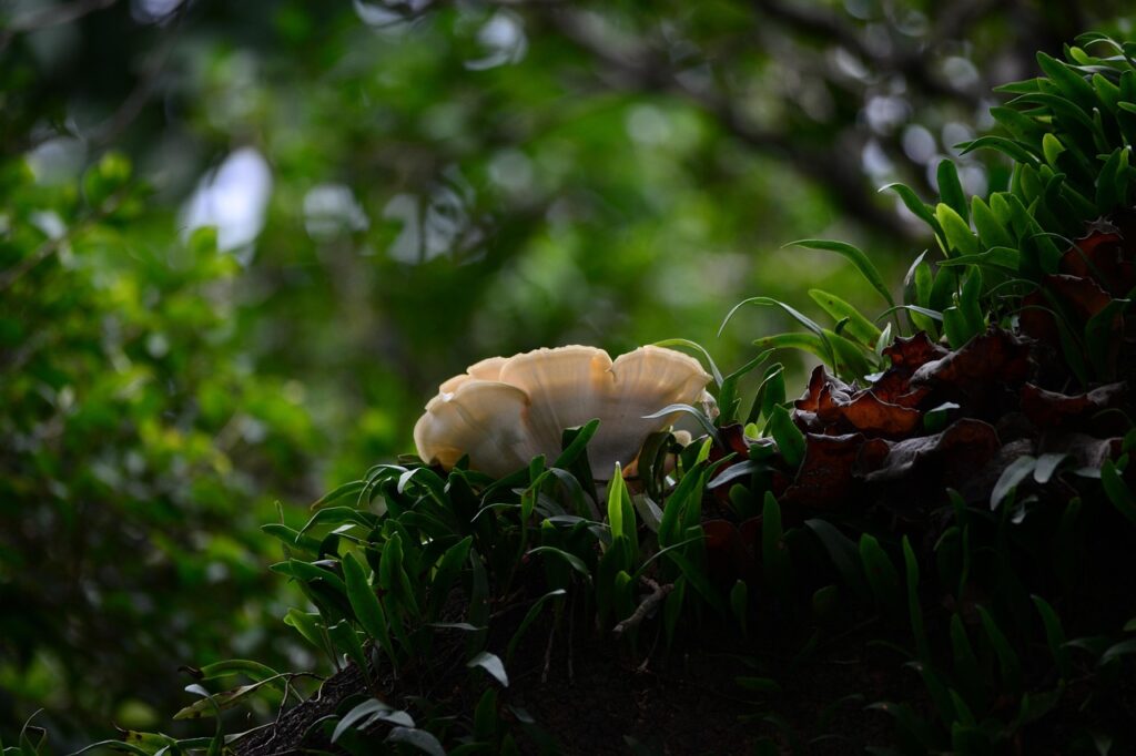 髭はいつから生えるの？その成長のタイミングを徹底解説！