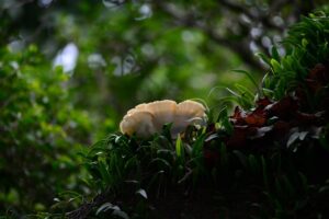 髭はいつから生えるの？その成長のタイミングを徹底解説！