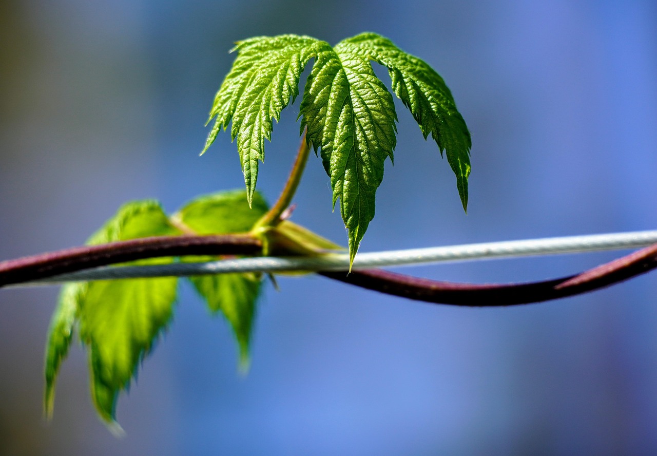 ひげ脱毛による肌荒れの原因と対策は？