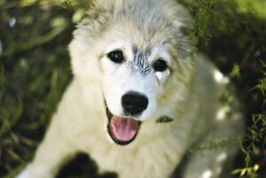 脱毛の髭を行う頻度はどのくらいが理想ですか？