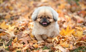 高校生が髭剃りをする頻度はどれくらいが理想？