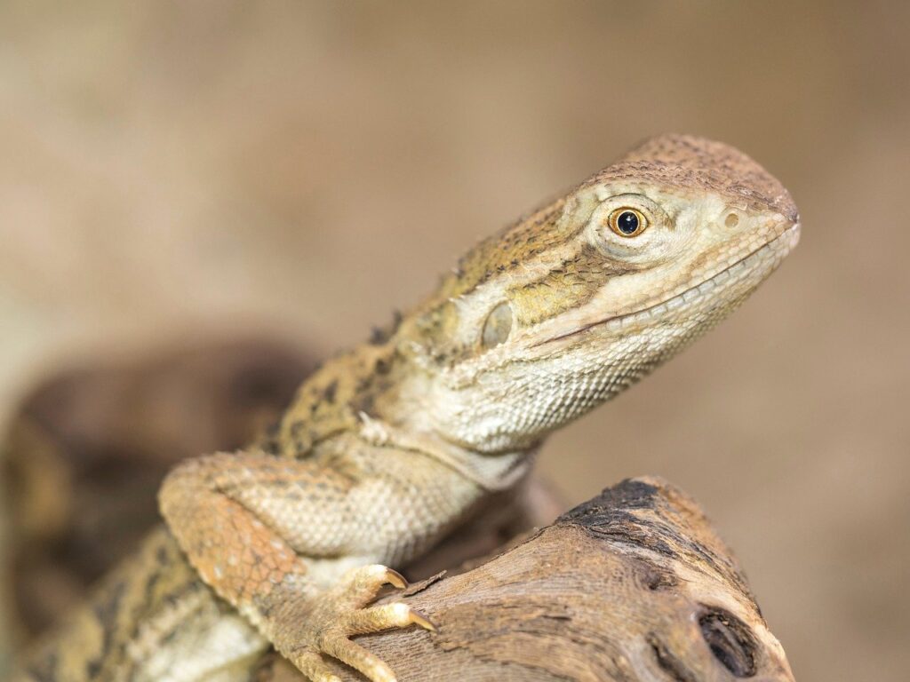 髭脱毛は何回通うと効果が実感できるのか？