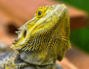 ヒゲ脱毛と髭剃りの違いは何ですか？