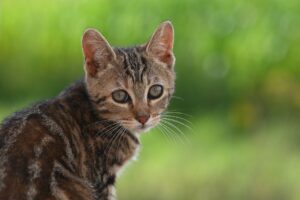 髭脱毛3回目の効果はどれほど実感できるのか？