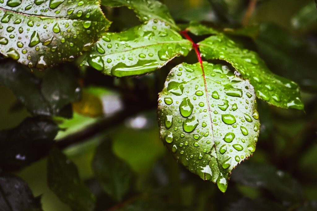 ヒゲの医療脱毛施術前に保湿していいの？