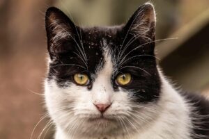 ヒゲの医療脱毛施術前に知っておくべき髭スタイリングのNGとは？