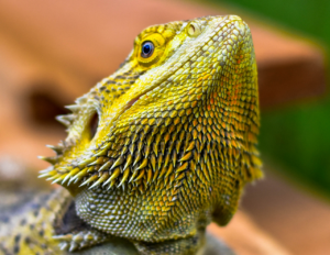 ヒゲの医療脱毛で鼻下のヒゲが残る理由は？