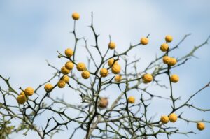 ヒゲの医療脱毛は乾燥しやすい体質にどう影響する？