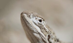 ヒゲ脱毛の効果は本当にある？あなたの悩みを解決するポイントを徹底解説！