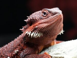 ヒゲ脱毛の比較はどれが自分に合う？