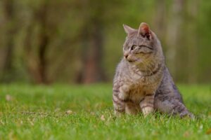 ヒゲ脱毛初心者が知っておくべき基本と注意点は？