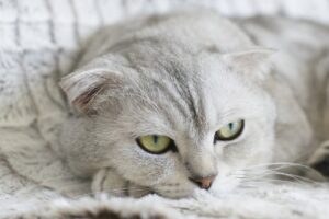 ヒゲ脱毛はメンズにどれほどの効果があるの？