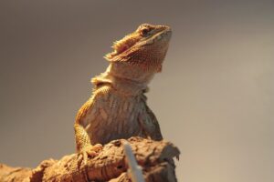 ヒゲ脱毛はメンズの悩みを解消するために、どこで相談すればいい？