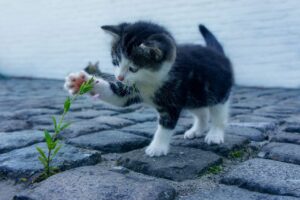 メンズ脱毛の口コミは本当に役立つ？体験者の声を徹底分析！
